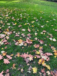 Many dry leaves on green grass in autumn park