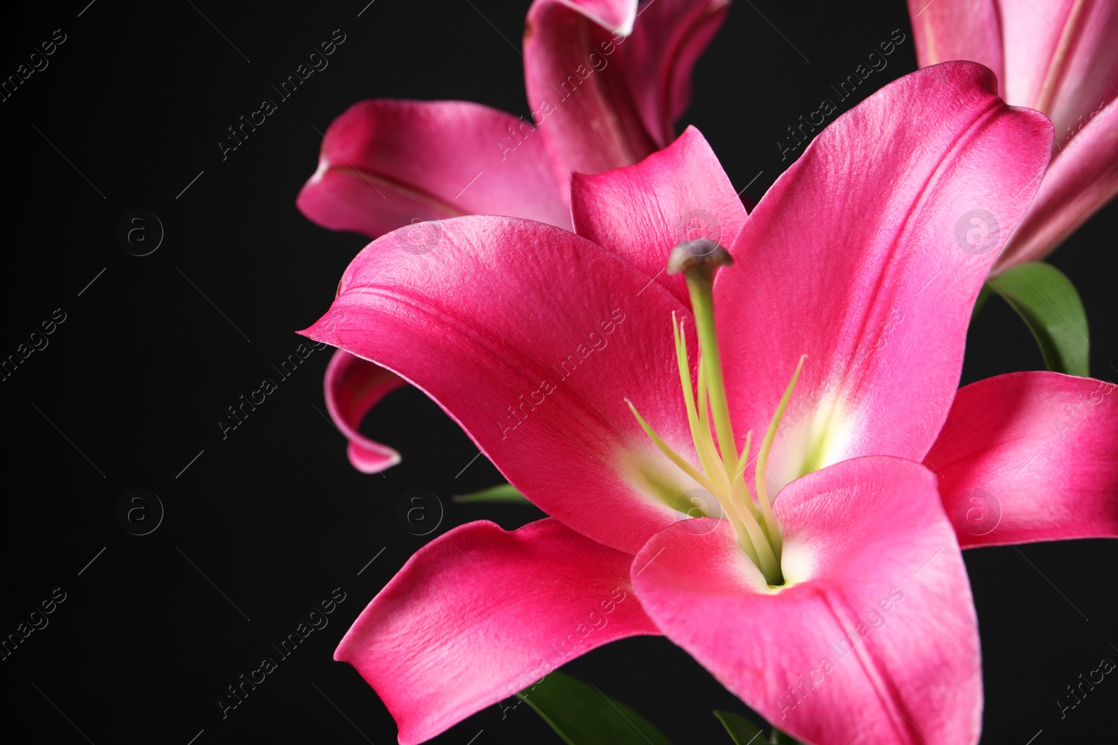 Photo of Beautiful pink lily flowers on black background, closeup