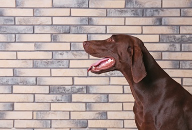 Photo of German Shorthaired Pointer dog on brick wall background