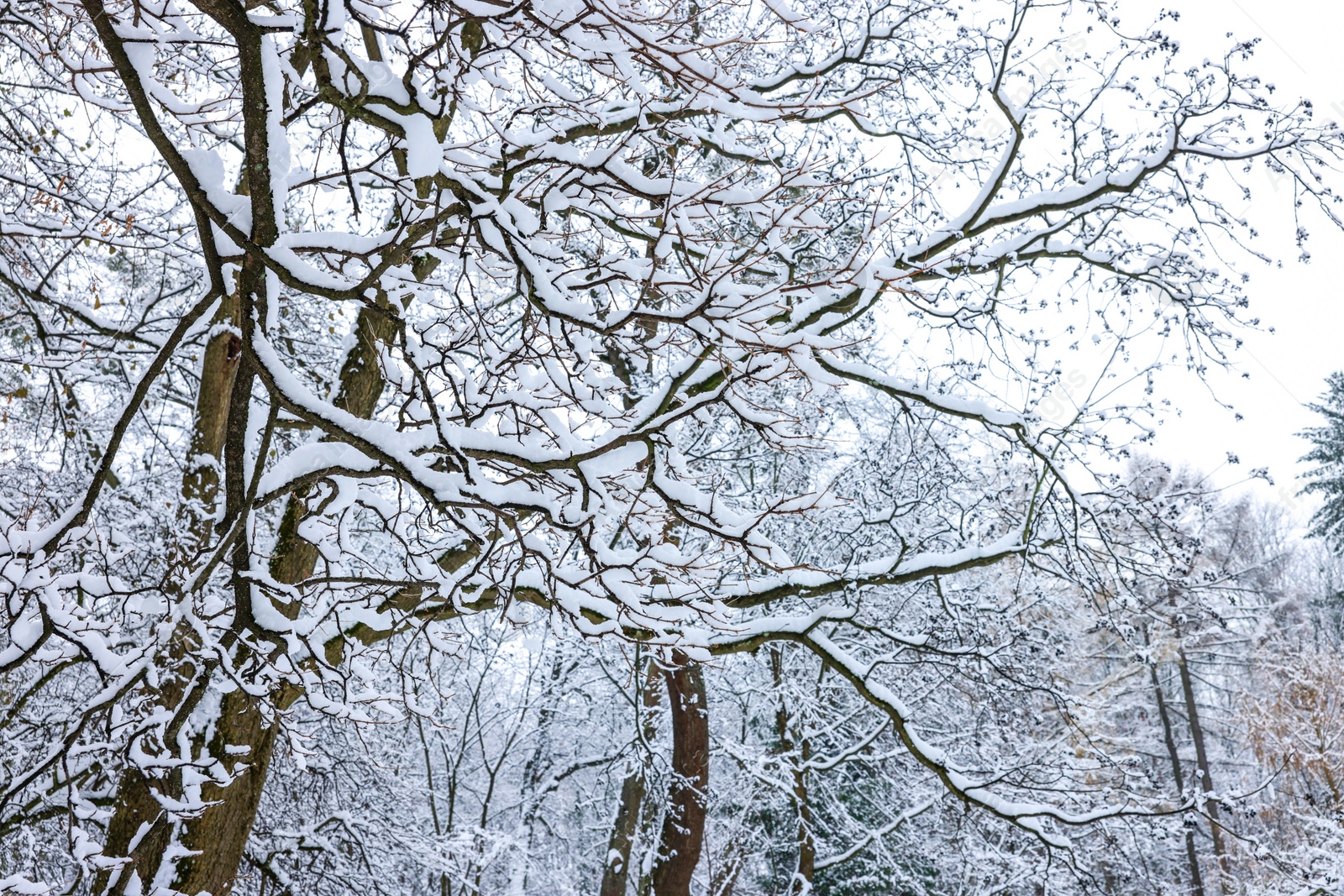 Photo of Beautiful tree branches covered with snow in winter park