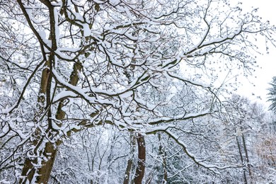 Photo of Beautiful tree branches covered with snow in winter park