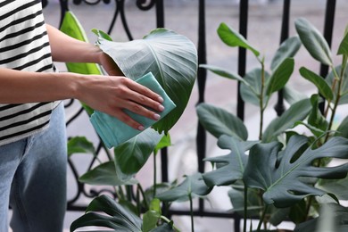 Photo of Woman wiping beautiful houseplant leaf on balcony, closeup. Space for text