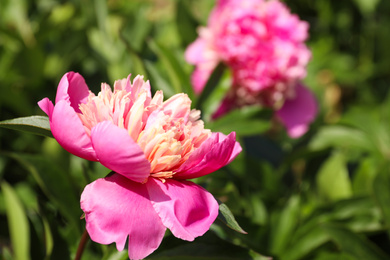 Photo of Closeup view of blooming pink peony bush outdoors