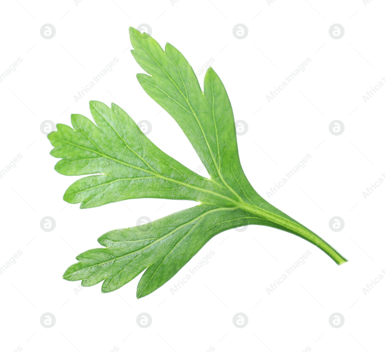 Fresh green parsley leaf isolated on white Photo of Fresh green parsley leaf isolated on white