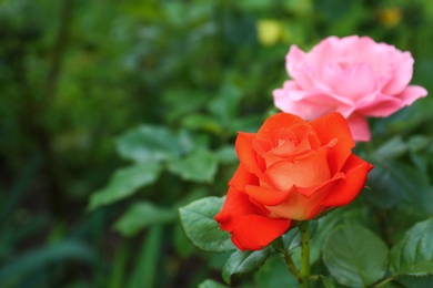 Photo of Beautiful blooming roses in garden on summer day. Space for text