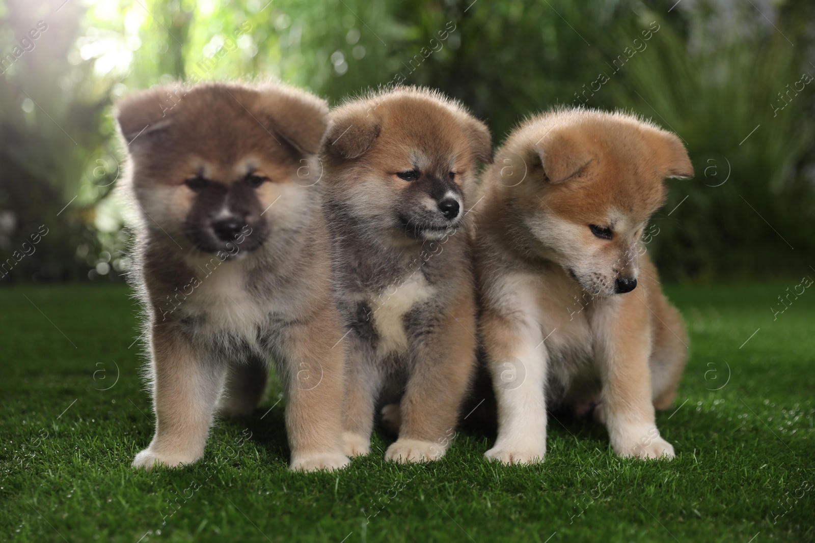 Photo of Adorable Akita Inu puppies on green grass outdoors