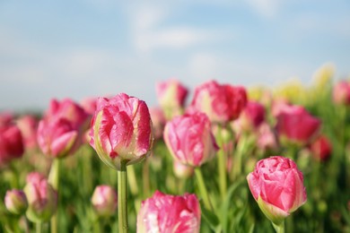 Beautiful pink tulip flowers growing in field on sunny day, closeup