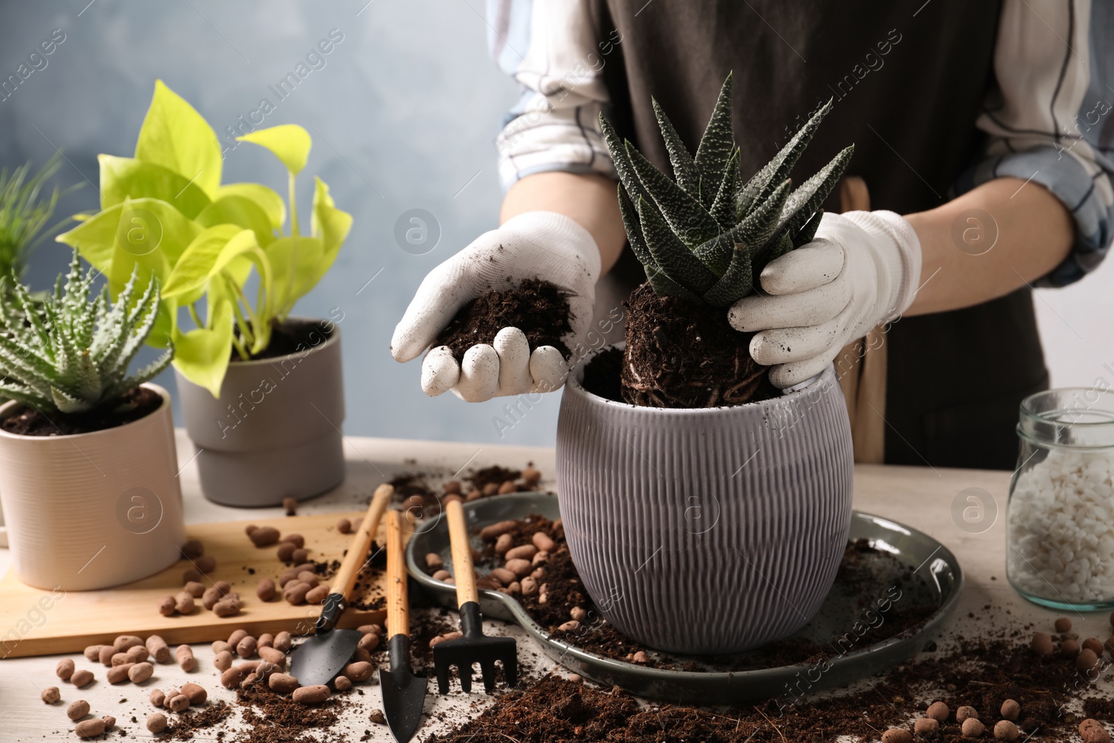 Photo of Woman transplanting Haworthia into pot at table indoors, closeup. House plant care