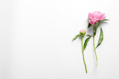 Beautiful fragrant peony flowers on white background