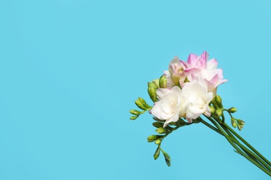 Photo of Beautiful blooming freesias on light blue background. Space for text