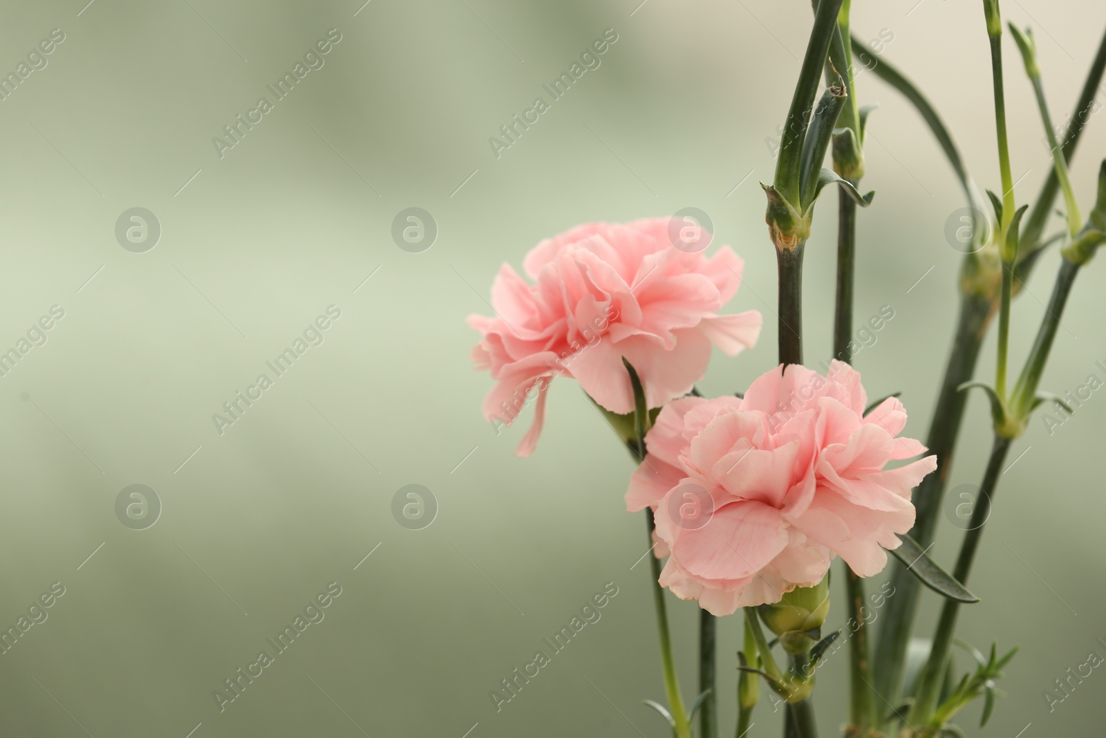 Photo of Beautiful pink carnation flowers on light background, space for text