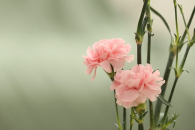 Photo of Beautiful pink carnation flowers on light background, space for text