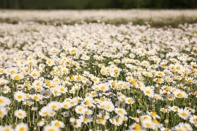 Photo of Closeup view of beautiful chamomile field on sunny day