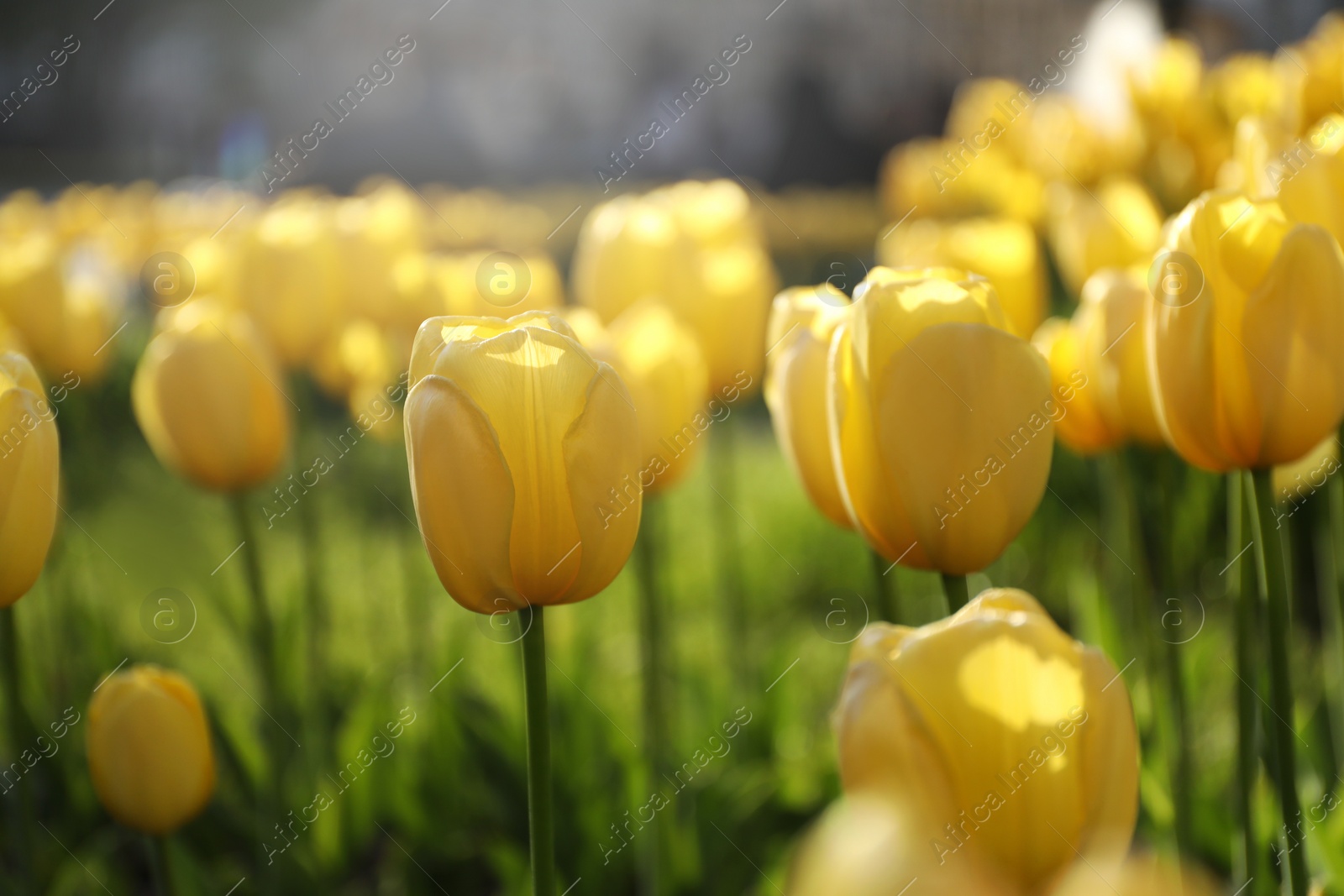 Photo of Beautiful yellow tulips growing outdoors on sunny day, closeup. Spring season