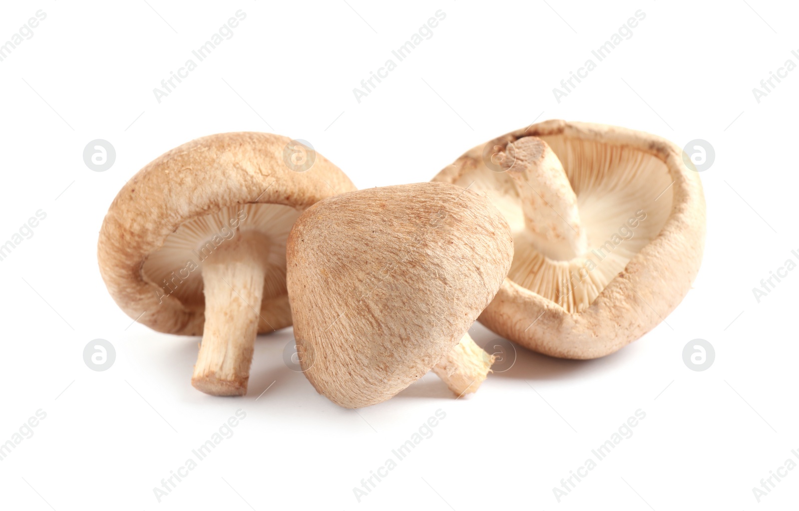 Photo of Fresh wild mushrooms on white background. Edible fungi