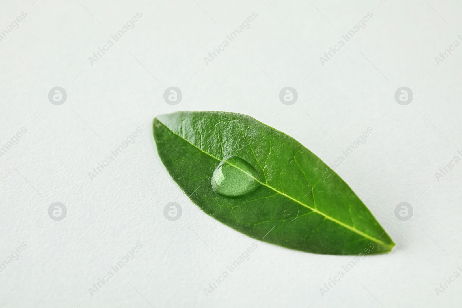 Photo of Beautiful green leaf with water drop on white background