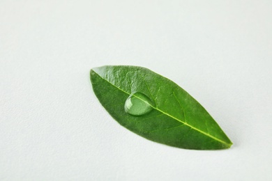 Photo of Beautiful green leaf with water drop on white background