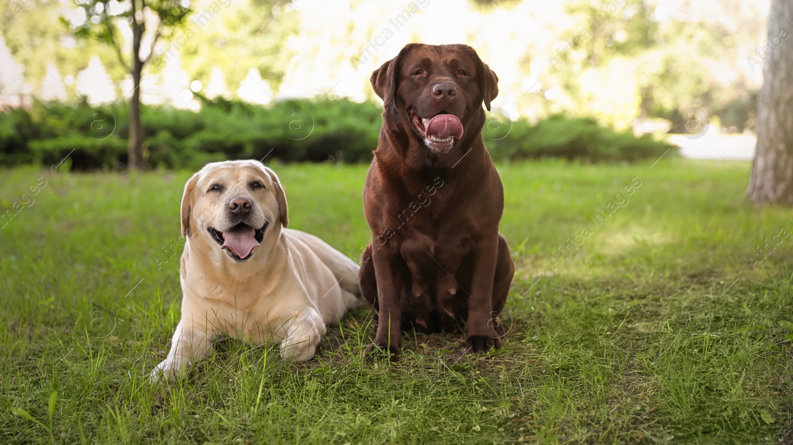 Photo of Cute Labrador Retriever dogs on green grass in summer park