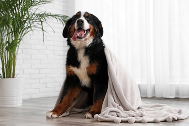 Funny Bernese mountain dog with blanket on floor indoors