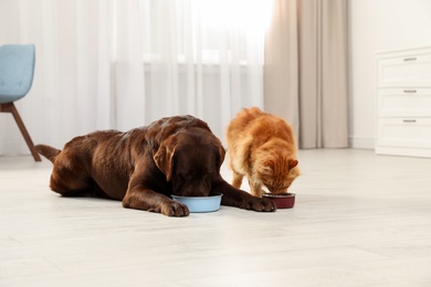 Photo of Cat and dog eating together from bowls indoors. Fluffy friends