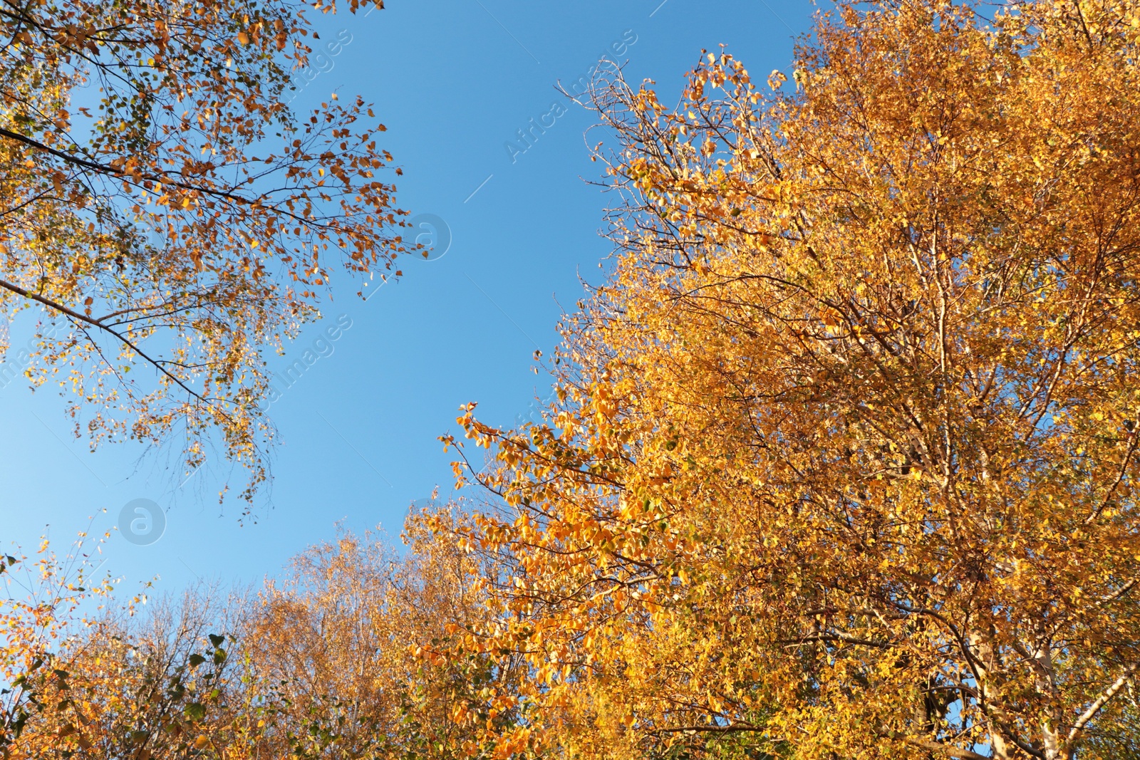 Photo of Beautiful trees with bright leaves against sky on autumn day, low angle view