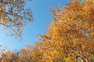 Beautiful trees with bright leaves against sky on autumn day, low angle view