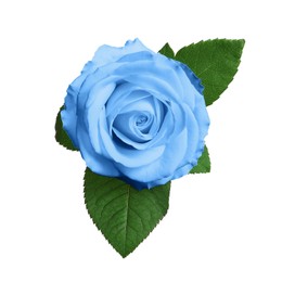 Image of Beautiful blooming light blue rose on white background