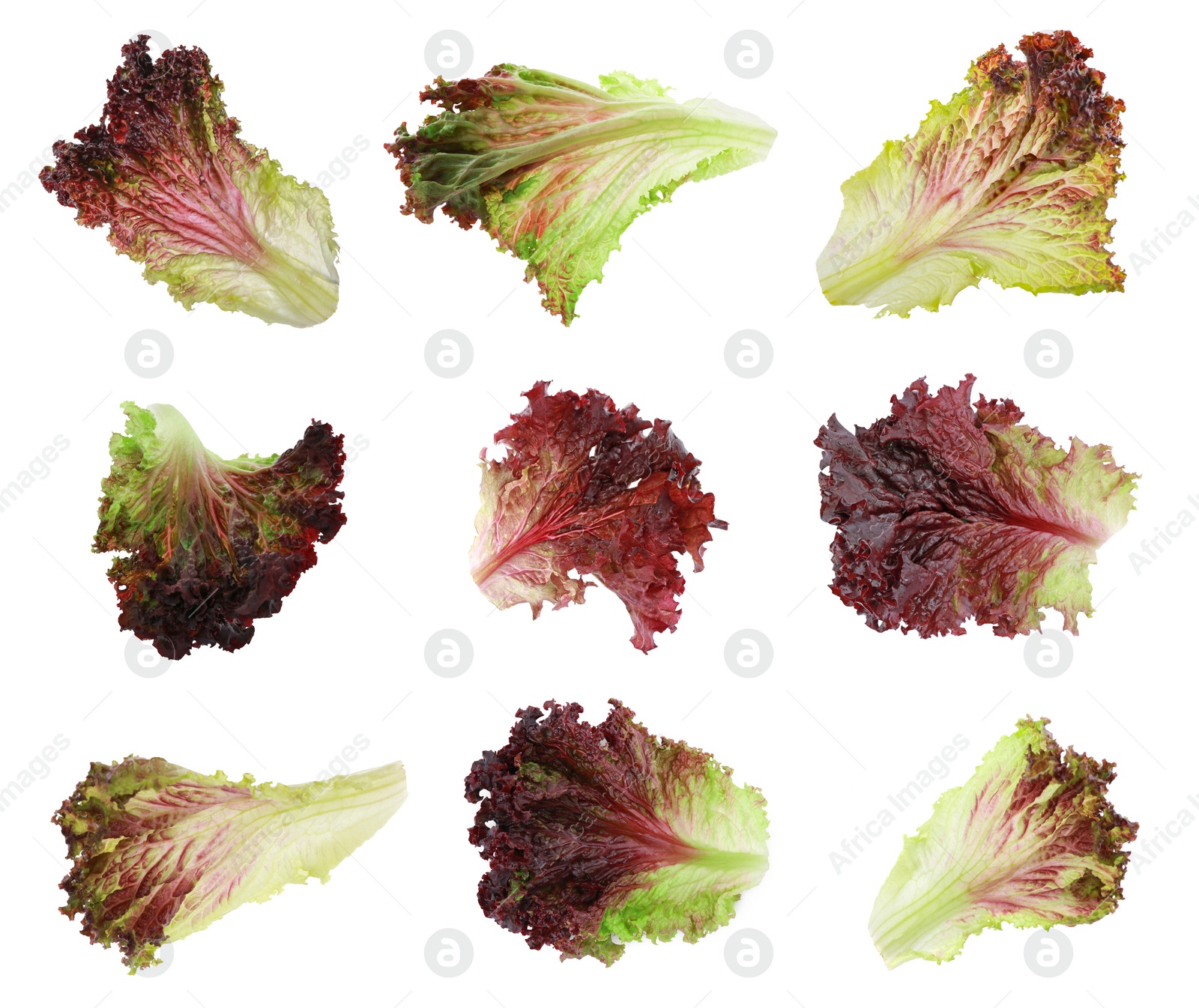 Image of Collage with oakleaf lettuce isolated on white