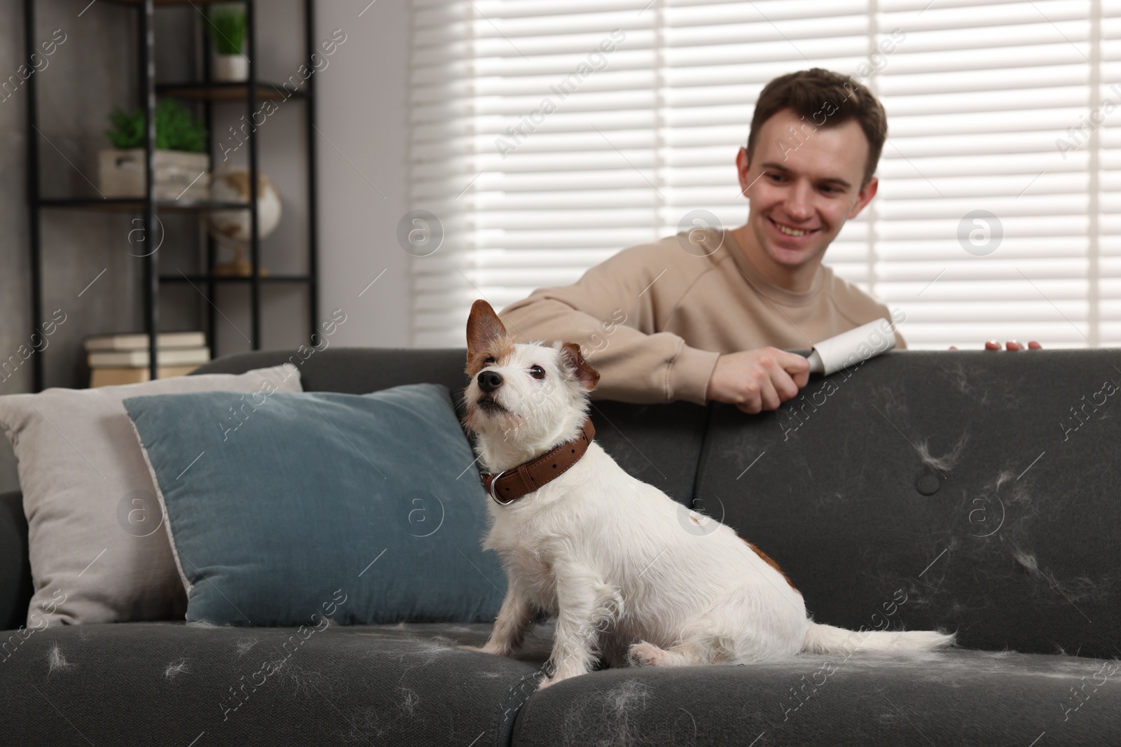 Photo of Pet shedding. Smiling man with lint roller removing dog's hair from sofa at home