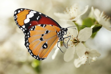 Image of Beautiful plain tiger butterfly on blossoming tree branch, closeup