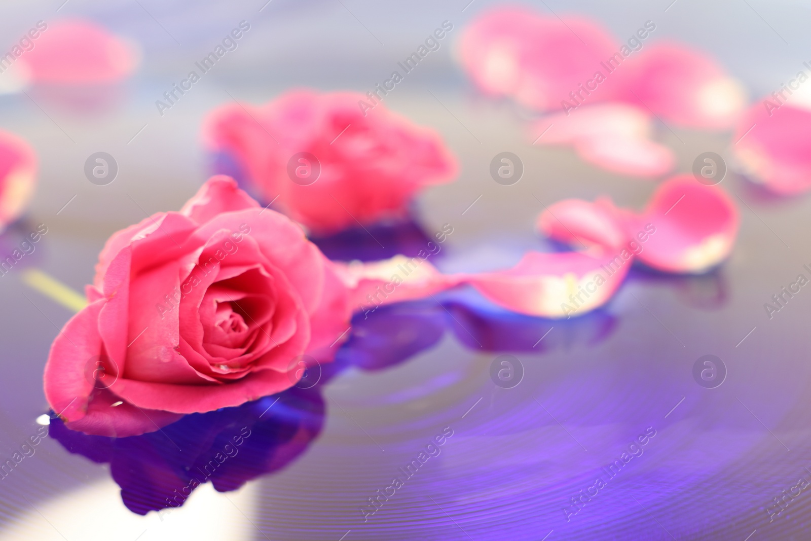 Photo of Pink rose and petals in water, closeup