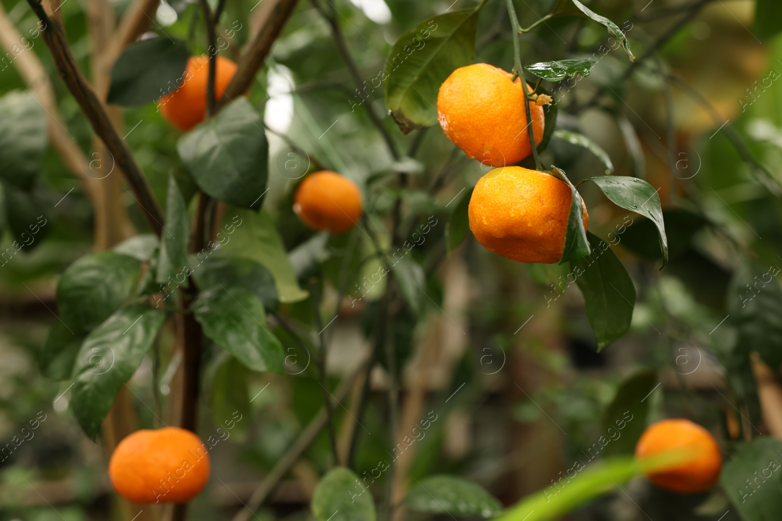 Photo of Tangerine tree with ripe fruits in greenhouse