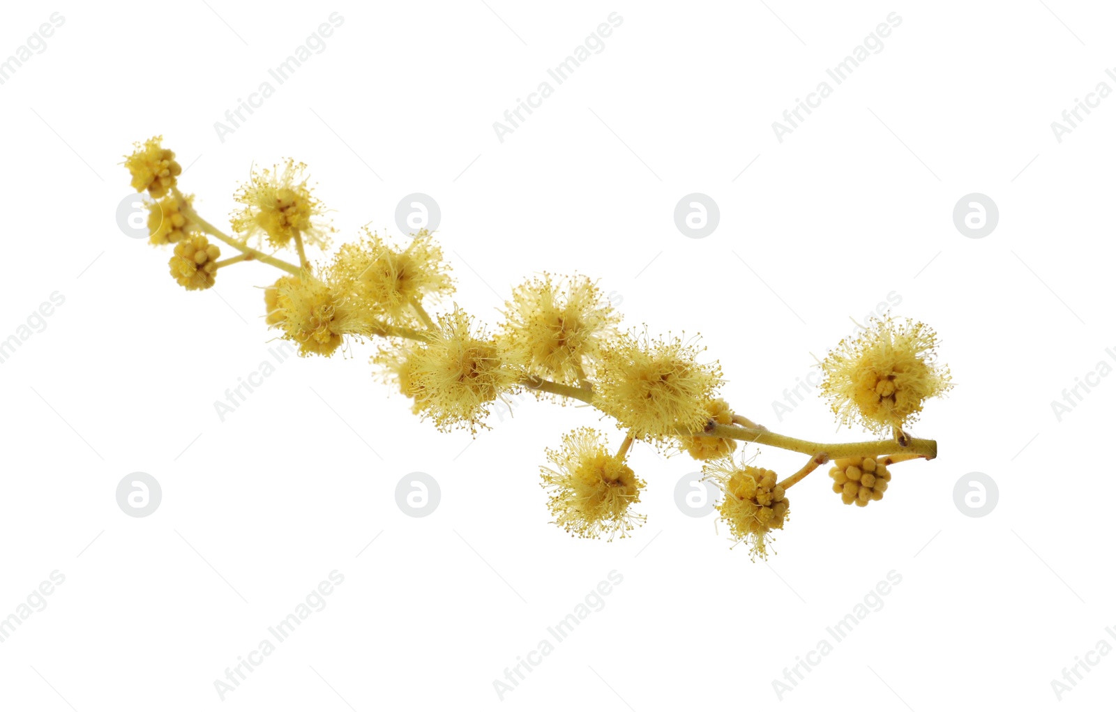 Photo of Beautiful yellow mimosa flowers isolated on white