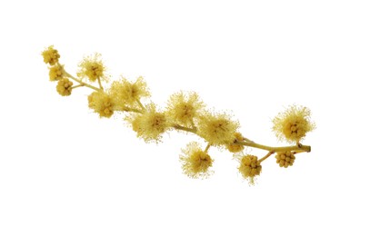 Photo of Beautiful yellow mimosa flowers isolated on white