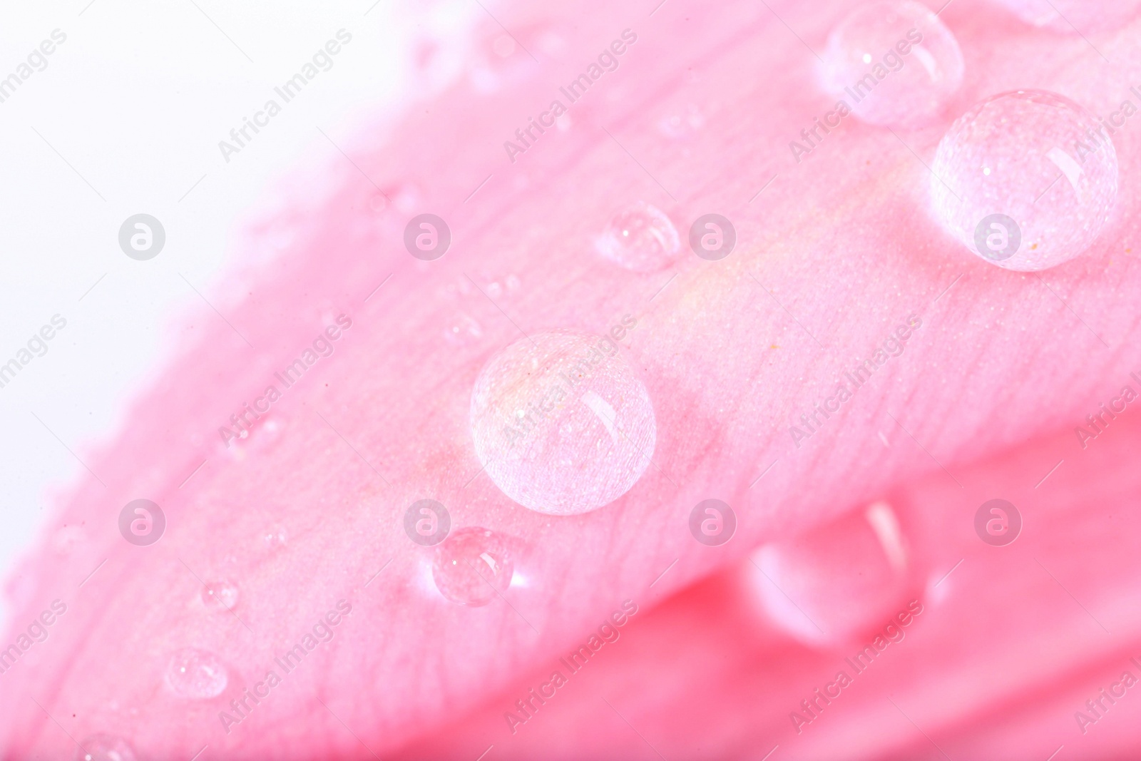 Photo of Beautiful flower with water drops on white background, macro view