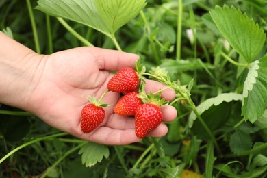 Photo of Farmer with ripening strawberries in garden