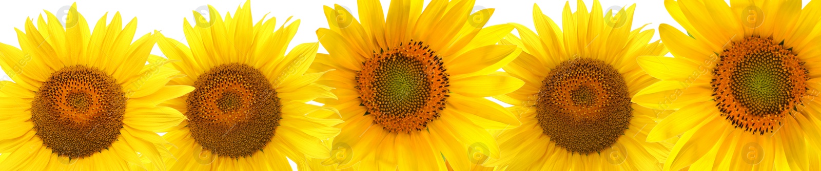 Image of Many bright sunflowers on white background. Banner design 