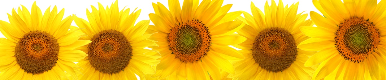 Image of Many bright sunflowers on white background. Banner design 