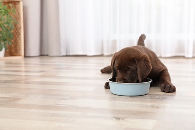 Photo of Chocolate Labrador Retriever puppy eating  food from bowl at home