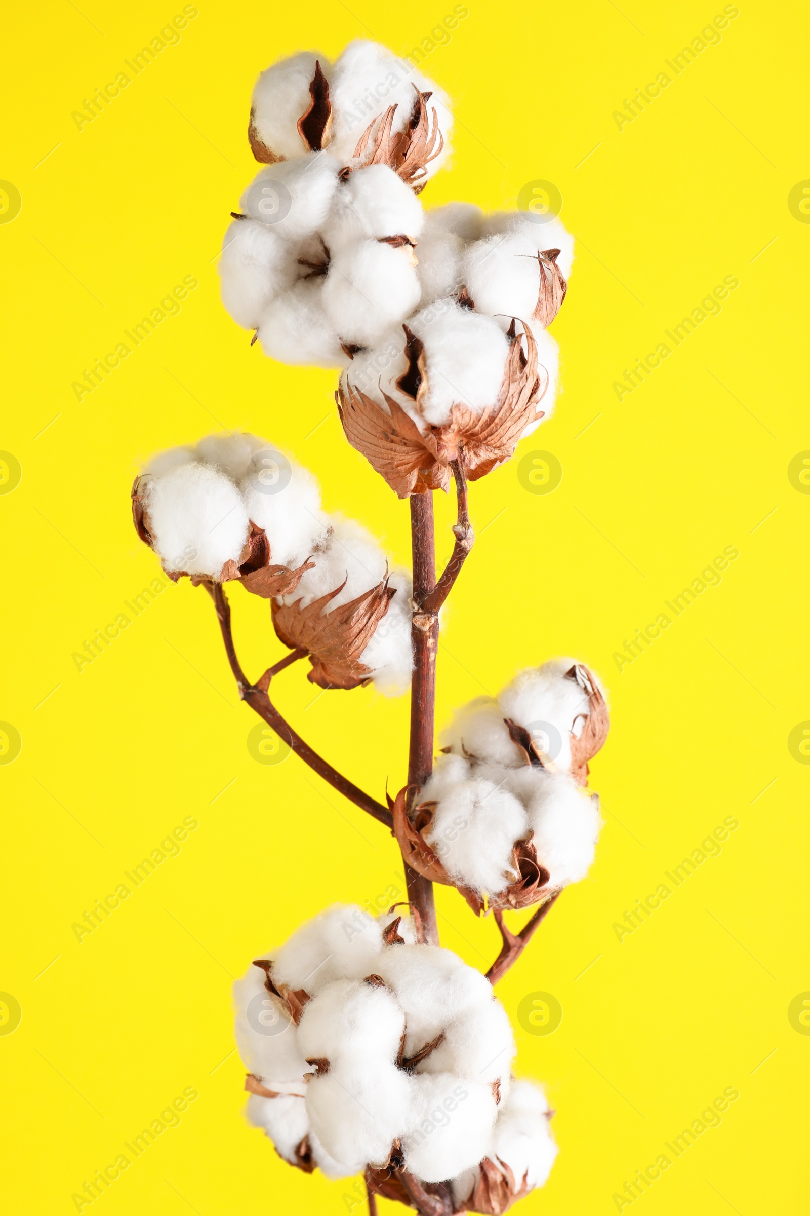 Photo of Branch with fluffy cotton flowers on yellow background