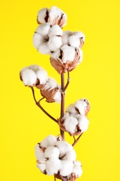 Branch with fluffy cotton flowers on yellow background