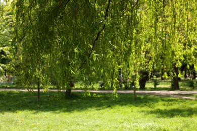 Photo of Beautiful willow tree with green leaves growing in park on sunny day