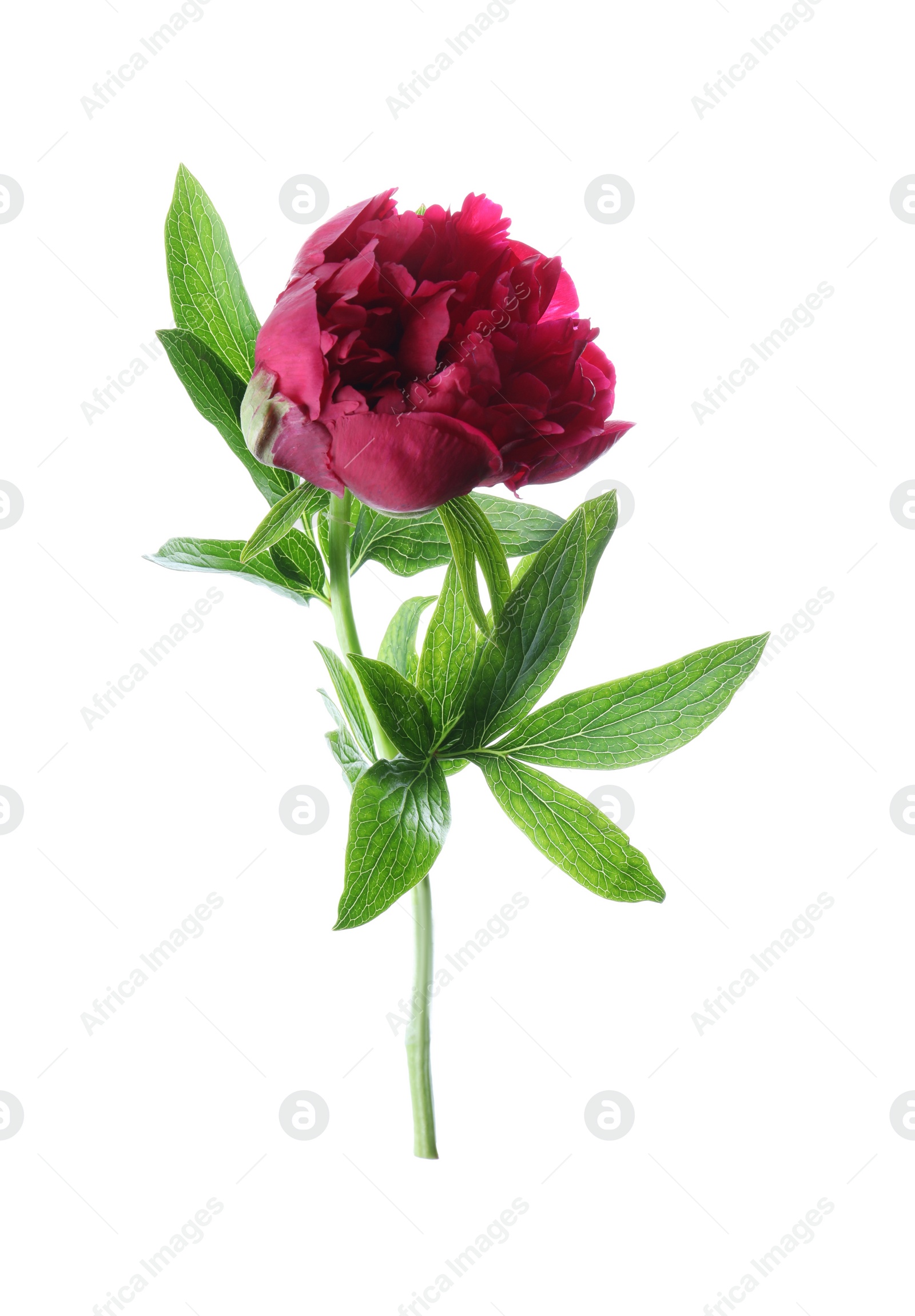 Photo of Beautiful red peony with leaves isolated on white