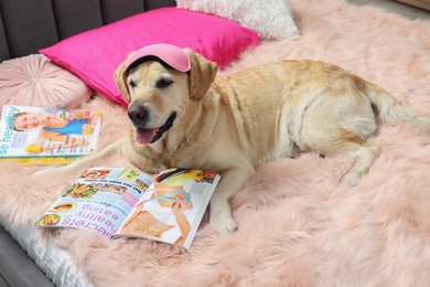 Cute Labrador Retriever with sleep mask and magazines on bed