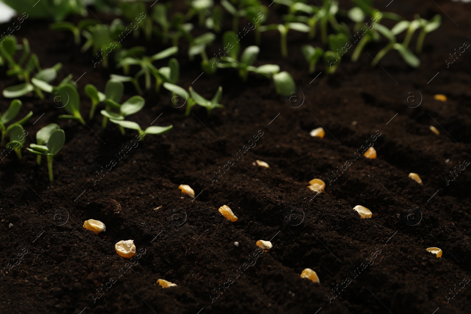 Photo of Corn seeds in fertile soil. Vegetables growing