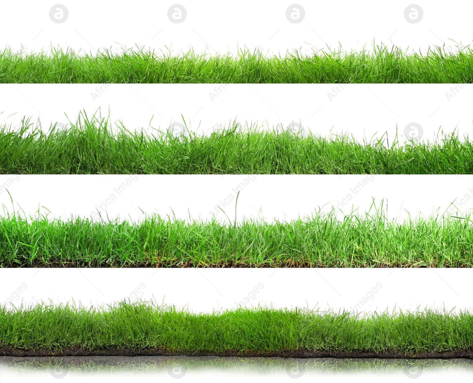 Image of Beautiful lush green grass on white background, collage