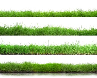 Image of Beautiful lush green grass on white background, collage