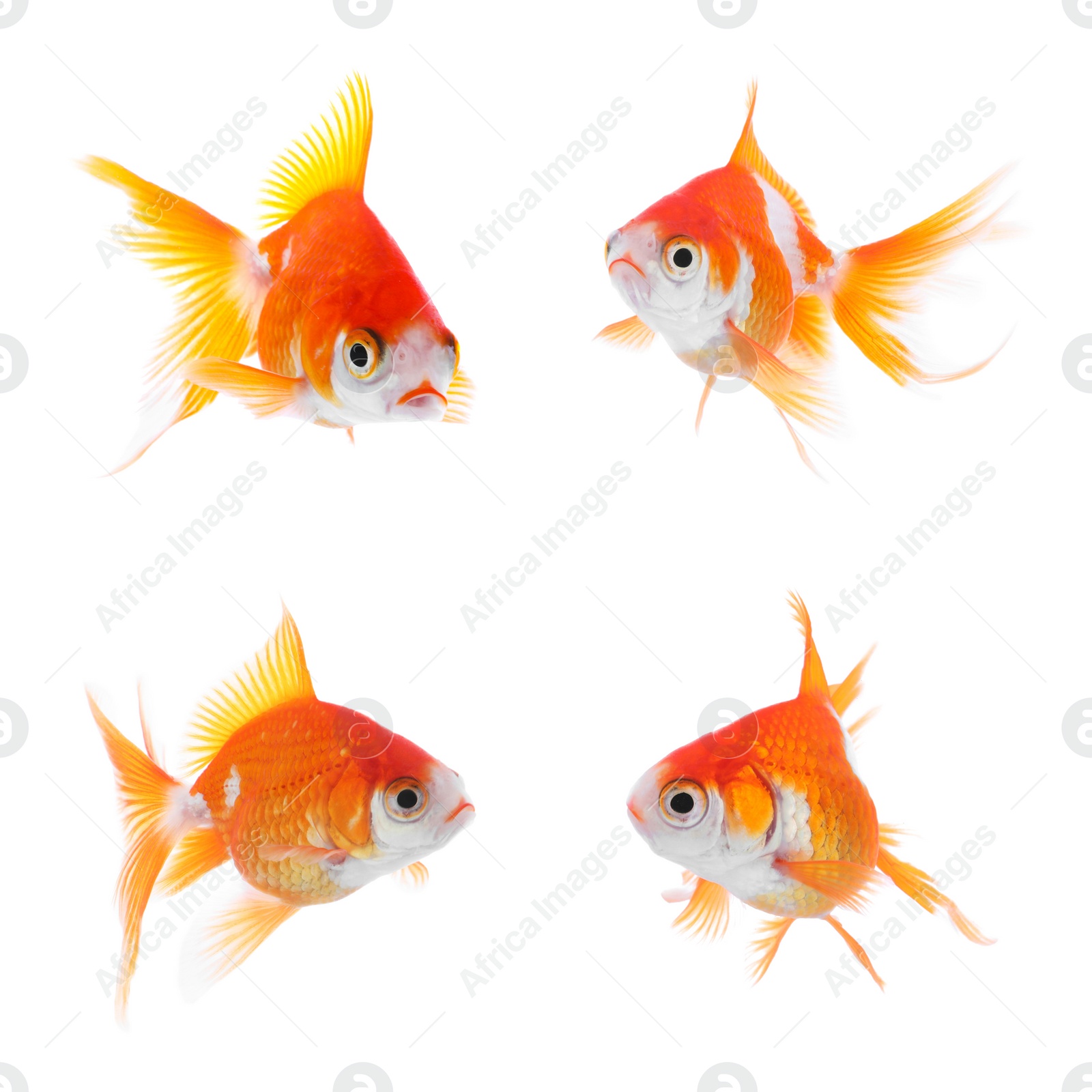 Image of Beautiful bright small goldfish on white background, collage 