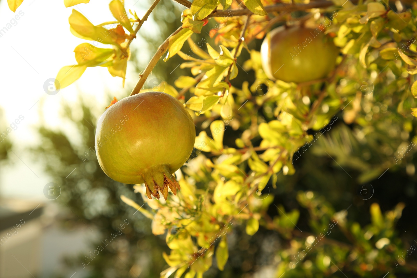Photo of Pomegranate tree with ripening fruits outdoors on sunny day, closeup