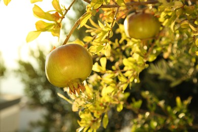 Photo of Pomegranate tree with ripening fruits outdoors on sunny day, closeup